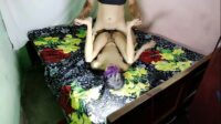 India Bhabhi follando duro video xxx